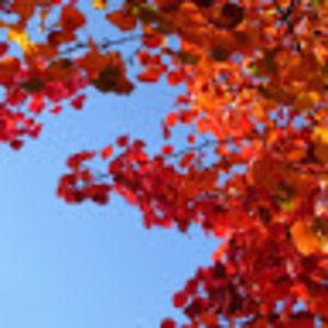 Meet your Posher, Cecilia